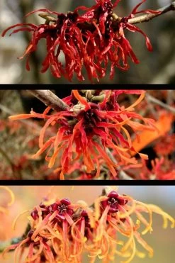 Diane Red Witch Hazel (Hamamelis X Intermedia) - 7 Gallon Pot -Shrub Plant Shop hamamelis intermedia diane witch hazel 5