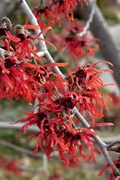Diane Red Witch Hazel (Hamamelis X Intermedia) - 7 Gallon Pot -Shrub Plant Shop hamamelis intermedia diane witch hazel 6