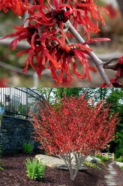 Diane Red Witch Hazel (Hamamelis X Intermedia) - 7 Gallon Pot -Shrub Plant Shop hamamelis intermedia diane witch hazel 8
