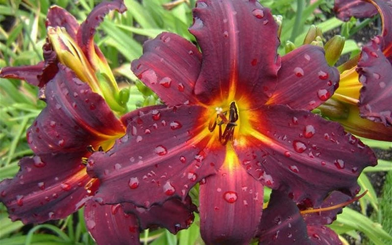 Chicago Blackout Daylily - 1 Gallon Pot 5 Chicago Blackout Daylily - 1 Gallon Pot - Image 5
