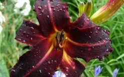 Chicago Blackout Daylily - 1 Gallon Pot 8 Chicago Blackout Daylily - 1 Gallon Pot -Shrub Plant Shop hemerocallis chicago blackout daylily 3