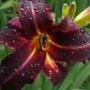 Chicago Blackout Daylily - 1 Gallon Pot