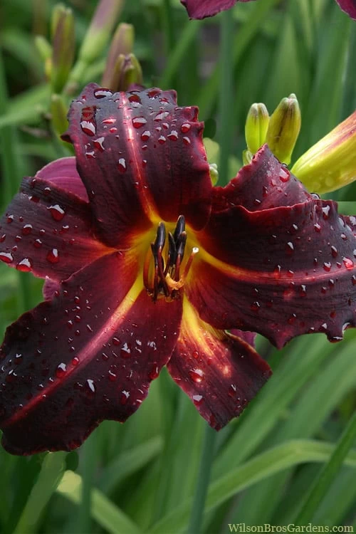 Chicago Blackout Daylily - 1 Gallon Pot 1 Chicago Blackout Daylily - 1 Gallon Pot