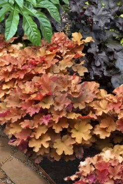 Caramel Heuchera (Villosa Hybrid) - 1 Gallon Pot -Shrub Plant Shop heuchera caramel 20