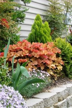Caramel Heuchera (Villosa Hybrid) - 1 Gallon Pot -Shrub Plant Shop heuchera caramel 21