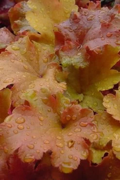 Caramel Heuchera (Villosa Hybrid) - 1 Gallon Pot -Shrub Plant Shop heuchera caramel 500x750 1