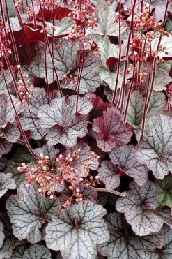 Northern Exposure Silver Heuchera - 1 Gallon Pot -Shrub Plant Shop heuchera northern exposure silver 500x750 1