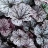 Northern Exposure Silver Heuchera - 1 Gallon Pot