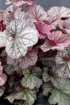 Northern Exposure Silver Heuchera - 1 Gallon Pot -Shrub Plant Shop heuchera northern exposure silver coral bells 3