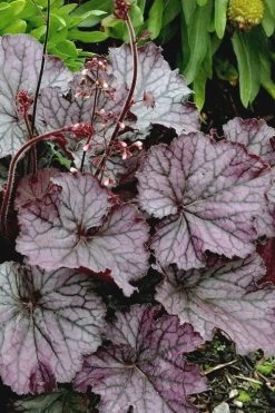 Northern Exposure Silver Heuchera - 1 Gallon Pot -Shrub Plant Shop heuchera northern exposure silver coral bells 4