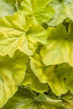 Pretty Pistachio Heuchera (Coral Bells) - 1 Gallon Pot -Shrub Plant Shop heuchera pretty pistachio 4 500x750 1