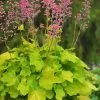 Pretty Pistachio Heuchera (Coral Bells) - 1 Gallon Pot