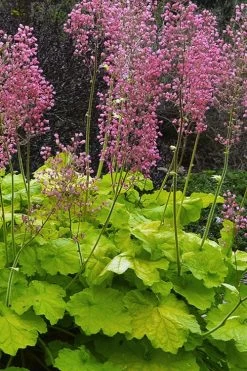 Pretty Pistachio Heuchera (Coral Bells) - 1 Gallon Pot -Shrub Plant Shop heuchera pretty pistachio coral bells 23