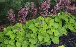 Pretty Pistachio Heuchera (Coral Bells) - 1 Gallon Pot -Shrub Plant Shop heuchera pretty pistachio coral bells 24