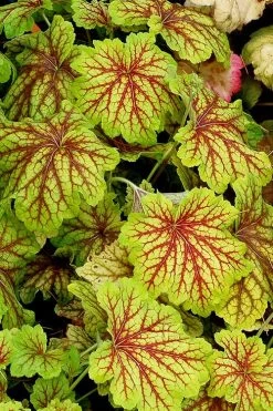 Red Lightning Heuchera - 1 Gallon Pot -Shrub Plant Shop heuchera red lightning 12