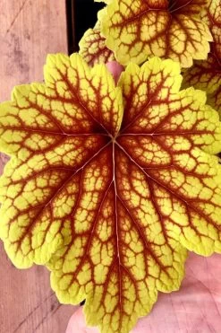 Red Lightning Heuchera - 1 Gallon Pot -Shrub Plant Shop heuchera red lightning 18