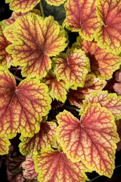 Red Lightning Heuchera - 1 Gallon Pot -Shrub Plant Shop heuchera red lightning 4
