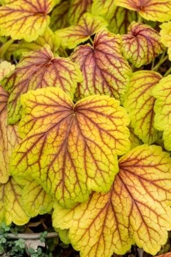 Red Lightning Heuchera - 1 Gallon Pot -Shrub Plant Shop heuchera red lightning 6