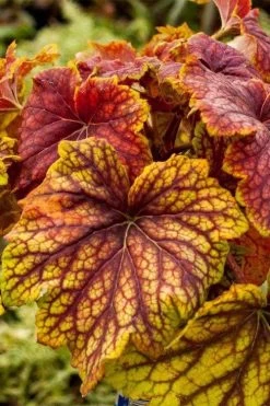 Red Lightning Heuchera - 1 Gallon Pot -Shrub Plant Shop heuchera red lightning 8