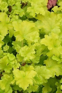 Twist Of Lime Heuchera (Coral Bells ) - 1 Gallon Pot 11 Twist Of Lime Heuchera (Coral Bells ) - 1 Gallon Pot -Shrub Plant Shop heuchera twist of lime 3 500x750 3