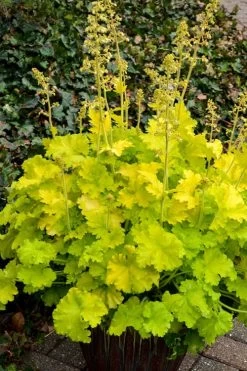 Twist Of Lime Heuchera (Coral Bells ) - 5 Pack Of Quart Pots -Shrub Plant Shop heuchera twist of lime coral bells 10