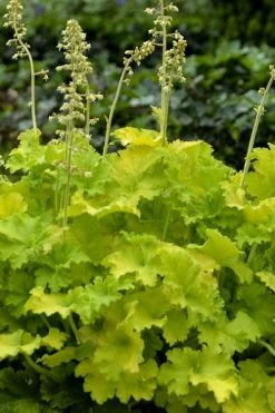Twist Of Lime Heuchera (Coral Bells ) - 1 Gallon Pot 10 Twist Of Lime Heuchera (Coral Bells ) - 1 Gallon Pot -Shrub Plant Shop heuchera twist of lime coral bells 11 2