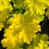 Twist Of Lime Heuchera (Coral Bells ) - 5 Pack Of Quart Pots