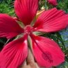 Red Swamp Hardy Hibiscus (Texas Star) - 1 Gallon