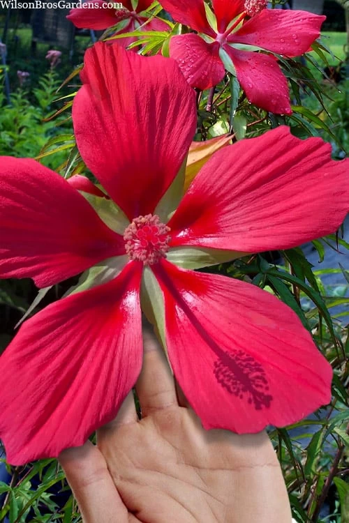 Red Swamp Hardy Hibiscus (Texas Star) - 1 Gallon 1 Red Swamp Hardy Hibiscus (Texas Star) - 1 Gallon