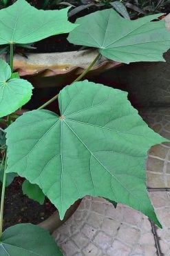 Confederate Rose Hibiscus (Rose Mallow) - 3 Pack Of Quart Pots 10 Confederate Rose Hibiscus (Rose Mallow) - 3 Pack Of Quart Pots -Shrub Plant Shop hibiscus confederate rose leaves