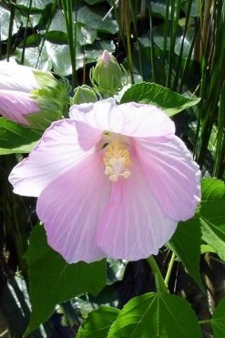 Rose Mallow Hardy Hibiscus (Hibiscus Moscheutos) - 1 Gallon Pot -Shrub Plant Shop hibiscus mosheutos swamp rose mallow 1
