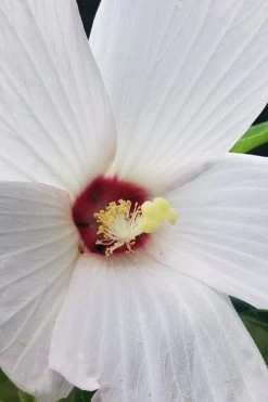 Rose Mallow Hardy Hibiscus (Hibiscus Moscheutos) - 1 Gallon Pot -Shrub Plant Shop hibiscus mosheutos swamp rose mallow 4