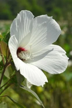 Rose Mallow Hardy Hibiscus (Hibiscus Moscheutos) - 1 Gallon Pot -Shrub Plant Shop hibiscus mosheutos swamp rose mallow 7