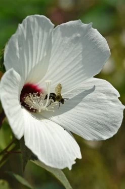 Rose Mallow Hardy Hibiscus (Hibiscus Moscheutos) - 1 Gallon Pot -Shrub Plant Shop hibiscus mosheutos swamp rose mallow 9