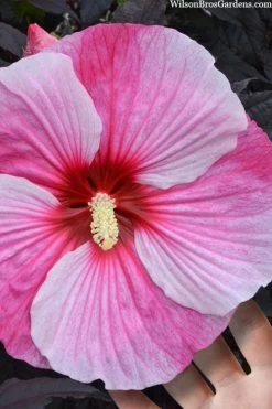 Starry Night Hardy Hibiscus (Rose Mallow) - 1 Gallon Pot 9 Starry Night Hardy Hibiscus (Rose Mallow) - 1 Gallon Pot -Shrub Plant Shop hibiscus starry night rose mallow 2