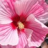 Starry Night Hardy Hibiscus (Rose Mallow) - 1 Gallon Pot