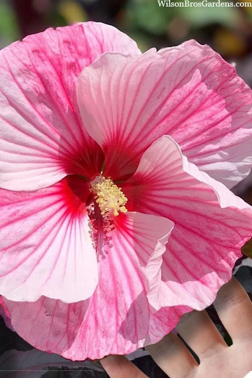 Starry Night Hardy Hibiscus (Rose Mallow) - 1 Gallon Pot 1 Starry Night Hardy Hibiscus (Rose Mallow) - 1 Gallon Pot