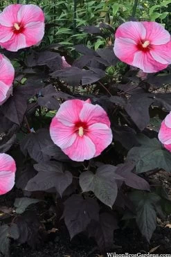 Starry Night Hardy Hibiscus (Rose Mallow) - 1 Gallon Pot 8 Starry Night Hardy Hibiscus (Rose Mallow) - 1 Gallon Pot -Shrub Plant Shop hibiscus starry night rose mallow 4