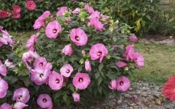 Summerific Candy Crush Hibiscus (Rose Mallow) - 1 Gallon Pot -Shrub Plant Shop hibiscus summerific candy crush 13