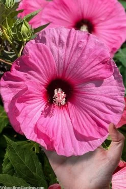Summerific Candy Crush Hibiscus (Rose Mallow) - 1 Gallon Pot