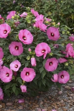 Summerific Candy Crush Hibiscus (Rose Mallow) - 1 Gallon Pot -Shrub Plant Shop hibiscus summerific candy crush 9