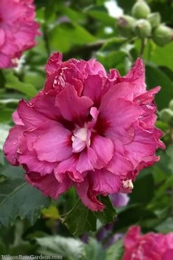 Boule De Feu Rose Of Sharon (Hibiscus Syriacus) - 5 Gallon Pot -Shrub Plant Shop hibiscus syriacus boule de feu rose of sharon 3
