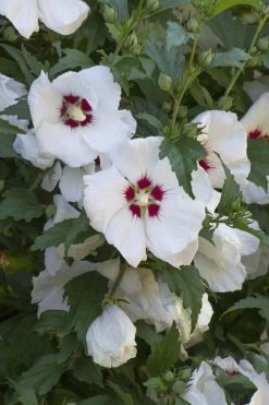 Red Heart Rose Of Sharon - 1 Gallon Pot -Shrub Plant Shop hibiscus syriacus red heart rose of sharon 20