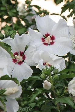 Red Heart Rose Of Sharon - 1 Gallon Pot -Shrub Plant Shop hibiscus syriacus red heart rose of sharon 22
