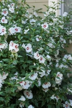 Red Heart Rose Of Sharon - 1 Gallon Pot -Shrub Plant Shop hibiscus syriacus red heart rose of sharon 23