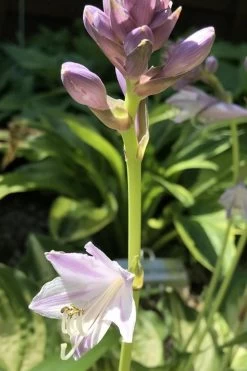 Lakeside Paisley Print Hosta Lily - 1 Gallon Pot 12 Lakeside Paisley Print Hosta Lily - 1 Gallon Pot -Shrub Plant Shop hosta lakeside paisley 3 500x750 1