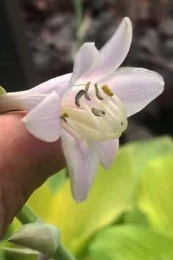 August Moon Hosta Lily - 1 Gallon Pot -Shrub Plant Shop hosta lily august moon 22