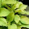 August Moon Hosta Lily - 1 Gallon Pot
