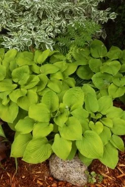 August Moon Hosta Lily - 1 Gallon Pot -Shrub Plant Shop hosta lily august moon 24