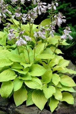 August Moon Hosta Lily - 1 Gallon Pot -Shrub Plant Shop hosta lily august moon 25